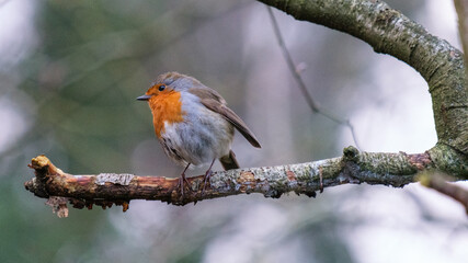 European Robin (Erithacus rubecula), Victoria Park, Belfast, Northern Ireland, UK