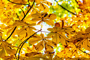 Kastanienbaum. Herbstlaub - Kastanienblätter