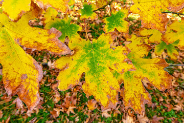 Gefallenen Blätter. Herbstlaub - Ahornblätter.