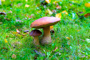 Zwei Rotkappen. Laubwald-Rotkappe.