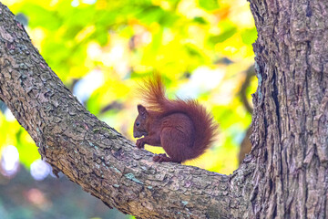 Früchte( Nüsse ) knappern auf einem Ast sitzendes Eichhörnchen. © Holger.S