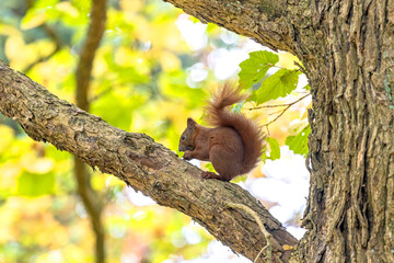 Früchte( Nüsse ) knappern auf einem Ast sitzendes Eichhörnchen. © Holger.S