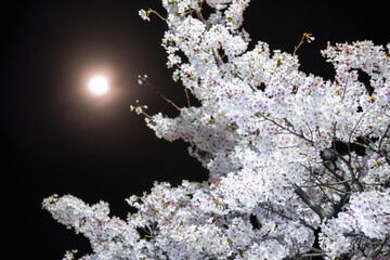 如月の満月と夜桜