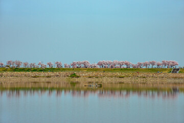 湖面に映る桜並木と青空