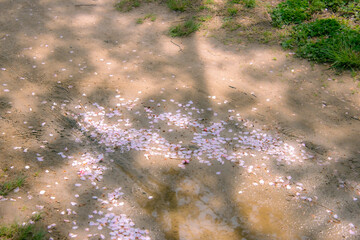 散った桜と水溜まり