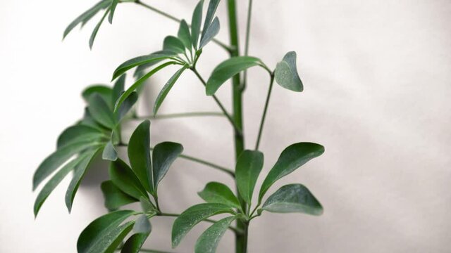 Schefflera or Umbrella plant leaf shot against a white background