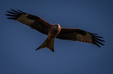 Red Kite flying towards the camera with a blue sky background