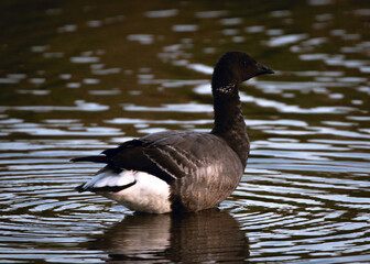 Brent Goose perching in shallow water in a river in the dusk.