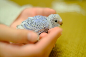 budgerigar baby