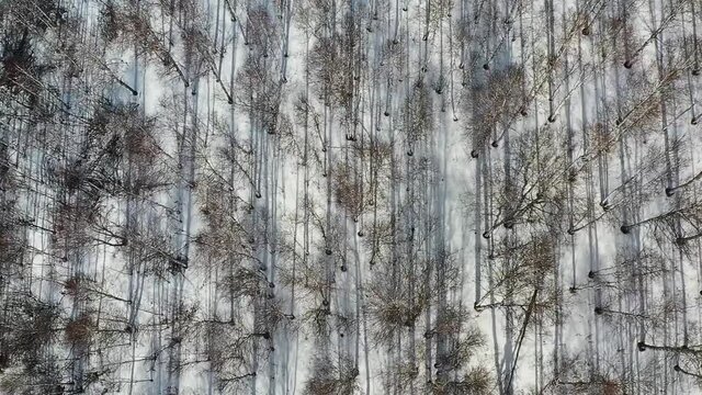 Flight over a birch forest on a sunny day. Tall trees cast harsh shadows on the snow.