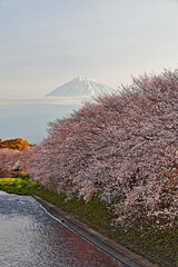 The cherry-blossom trees are in full bloom.