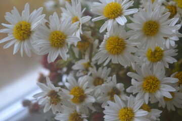 daisies in a garden