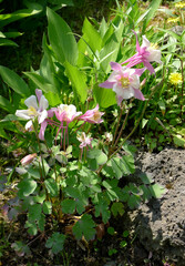 pink aquilegia flower