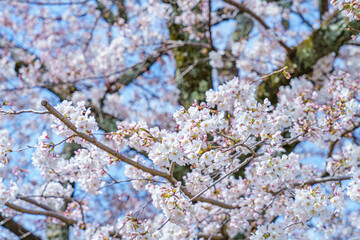 Obraz premium 見頃を迎えた桜