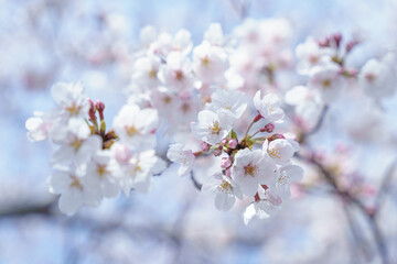 見頃を迎えた桜
