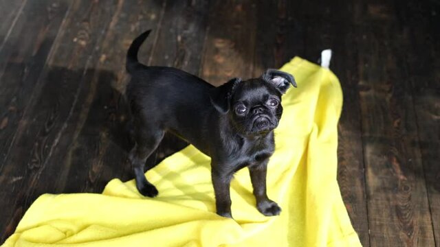 Black brabanson  puppy dog  looking at the camera at yellow blanket background