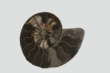 Nautilus