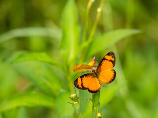 Orange butterfly on green background