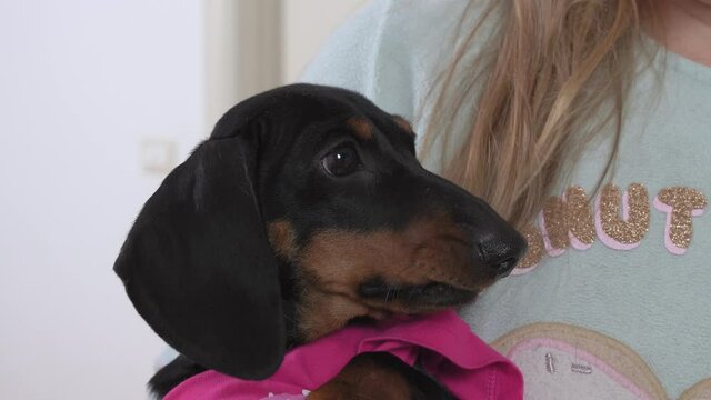 Blonde girl holds cute dachshund puppy and feeds it with her hands, close up. Raising pampered pets. Dog is rewarded with treat for obedient execution of command BARK or SPEAK during training.