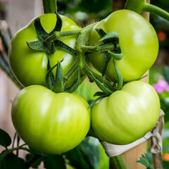 Beautiful green tomatoes