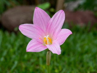 Pink wild flower