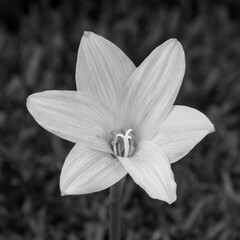 Black and white field flower