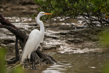 White bird sitting