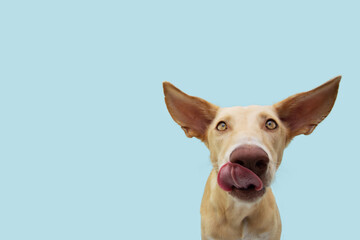 Funny dog licking its lips with big ears looking at camera. Isolated on blue pastel background