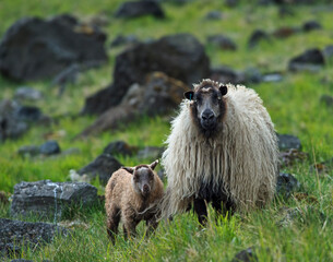 Icelandic sheep and lamb