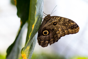 Schmetterling