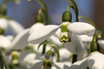 Snowdrop close-up.Bottom view.Snowdrops are the first spring flowers.