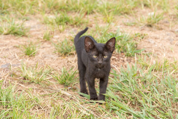 Obraz na płótnie Canvas Beautiful black cub cat