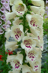 digitalis flowers