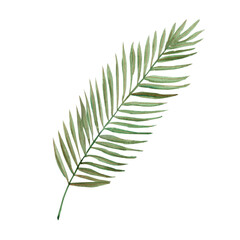 Watercolor hand-drawn palm leaf image on a transparent background. Isolated illustration. 