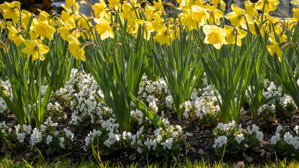 Obraz premium Flower