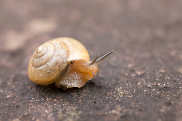 Small snail