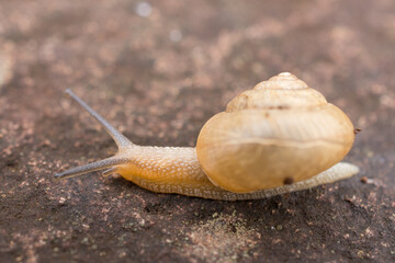 Small snail