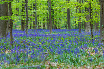 Obraz premium Quiet scene of the Hallerbos during springtime with carpet of blooming bluebell flowers in Belgium