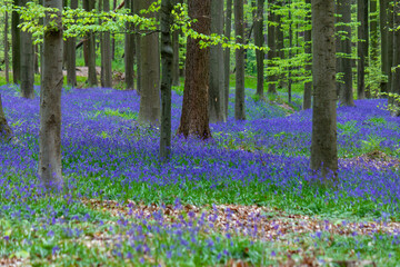 Deciduous forest during springtime with carpet of blooming bluebell (Hyacinthoides non-scripta) flowers (Halle, Belgium)