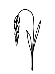 Simple hand-drawn vector drawing in black outline. Wheat spikelet isolated on white background. Agricultural grain plant, rye. Cereals, bakery baked goods, flour products. For labels, logo, packaging.