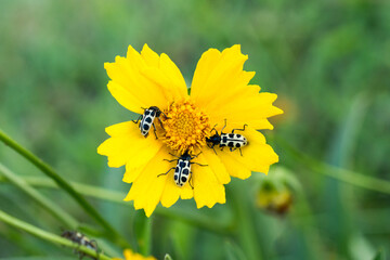 Yellow flower with bugs insects