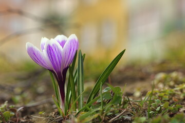 Violet flower in the rays of the spring sun. 5