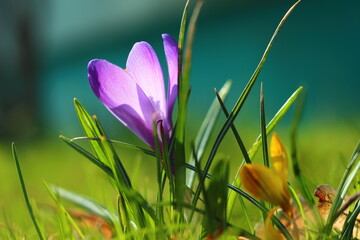 Violet flower in the rays of the spring sun. 3