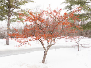 Tree with red fruits on the snow
