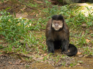 Tamarin sitting at the ground