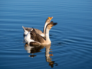 Couple of goose