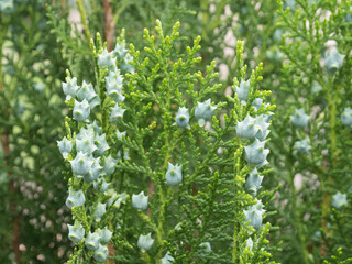 Beautiful green leafs