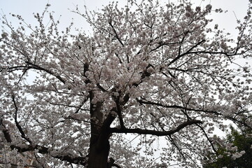 満開の桜