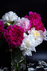 Bouquet of peonies with water drops. Black background. Close-up, selective focus.