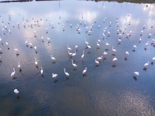 Flock of Flamingos in a shallow lagoon and sky reflection on the water.